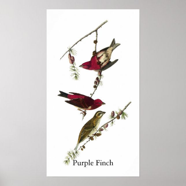 Audubon Purple Finch Poster (Front)