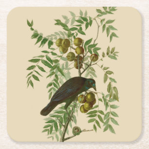 Audubon Purple Grackle Bird Print Vintage Botanic Square Paper Coaster