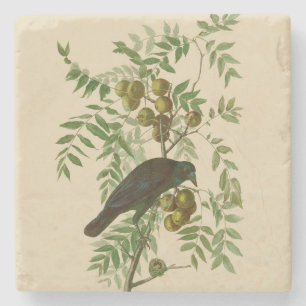Audubon Purple Grackle Bird Print Vintage Botanic Stone Coaster