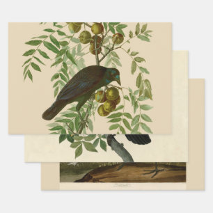 Audubon Purple Grackle Bird Print Vintage Botanic Wrapping Paper Sheet