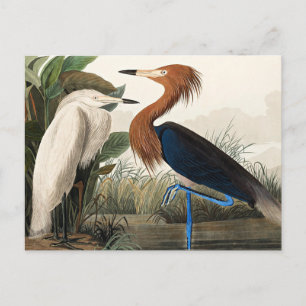 Audubon - Purple Heron Postcard