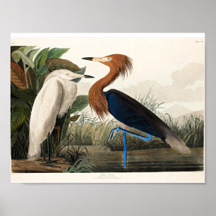 Audubon - Purple Heron  Poster