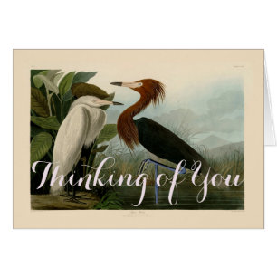 Audubon Purple Heron Reddish Egret Print: Bird Art