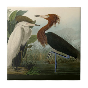 Audubon Purple Heron Reddish Egret Print: Bird Art Ceramic Tile