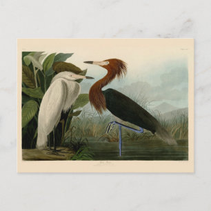 Audubon Purple Heron Reddish Egret Print: Bird Art Postcard