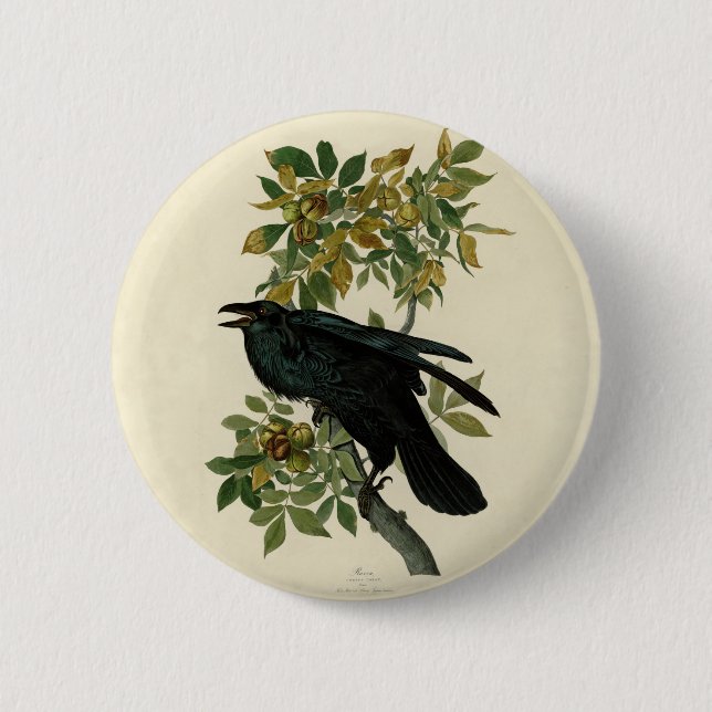 Audubon Raven Bird Classic Artwork 6 Cm Round Badge (Front)