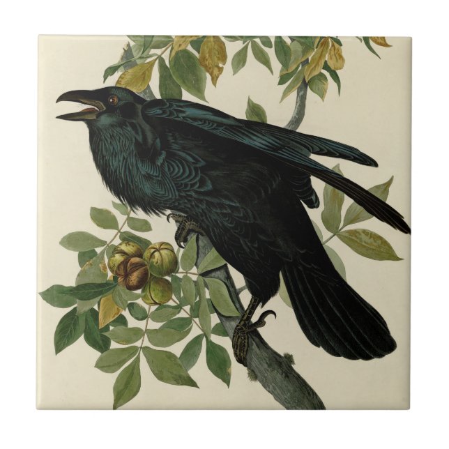 Audubon Raven Bird Classic Artwork Ceramic Tile (Front)