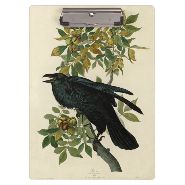 Audubon Raven Bird Classic Artwork Clipboard (Front)