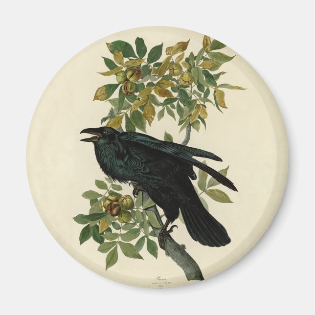 Audubon Raven Bird Classic Artwork Magnet (Front)