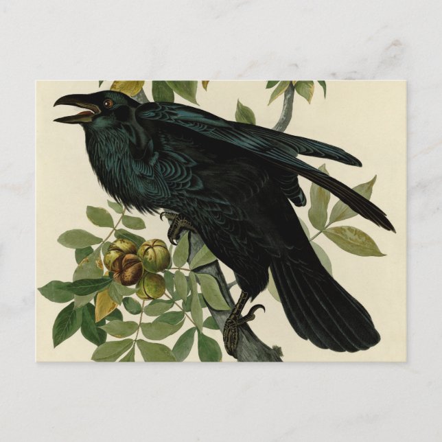 Audubon Raven Bird Classic Artwork Postcard (Front)
