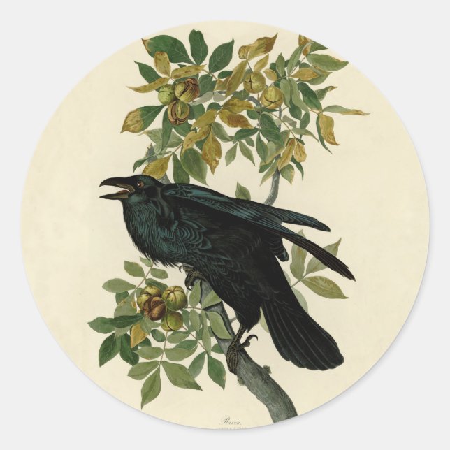 Audubon Raven Bird Classic Artwork Round Sticker (Front)