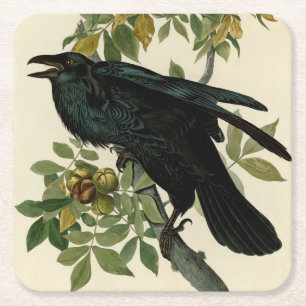 Audubon Raven Bird Classic Artwork Square Paper Coaster