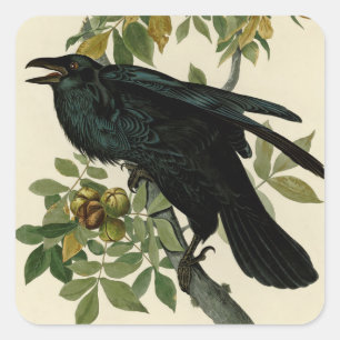 Audubon Raven Bird Classic Artwork Square Sticker