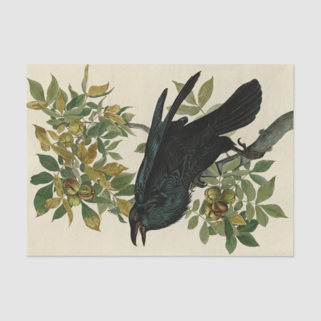 Audubon Raven Bird Classic Artwork Tissue Paper (Front)