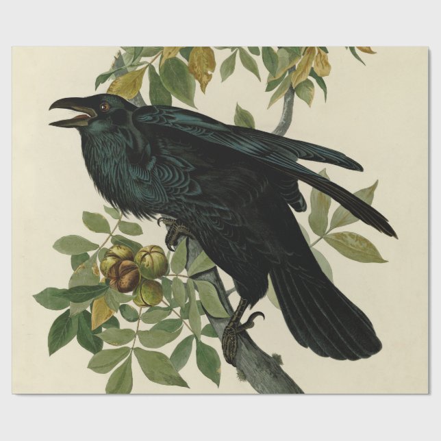Audubon Raven Bird Classic Artwork Wrapping Paper (Flat)