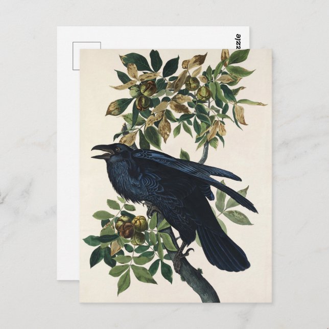 Audubon Raven Bird Classic Painting Postcard (Front/Back)