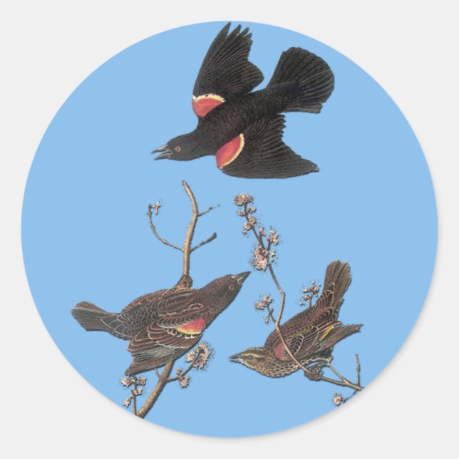 Audubon Red Winged Blackbird Bird Art Stickers (Front)
