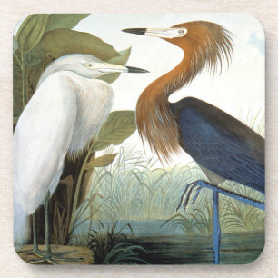 Audubon: Reddish Egret Or Purple Heron Coaster