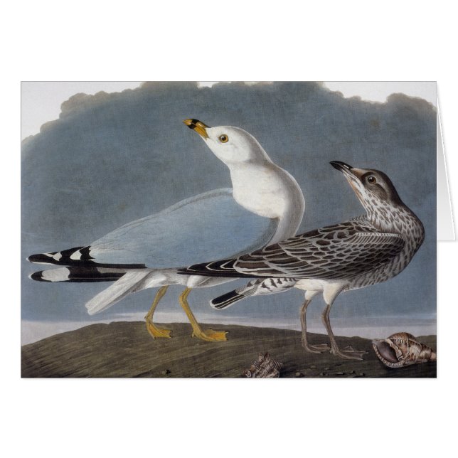 Audubon: Ring-Billed Gull (Front Horizontal)