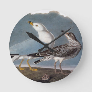 Audubon: Ring-Billed Gull Round Clock