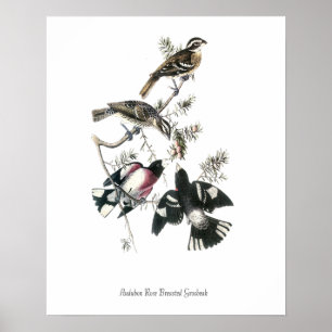 Audubon Rose Breasted Grosbeak Bird Poster