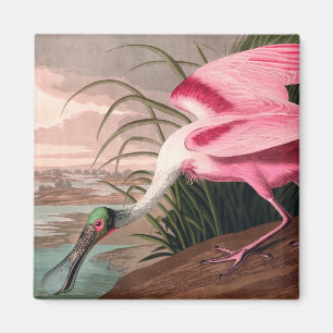 Audubon Roseate Spoonbill Magnet