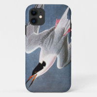 Audubon: Roseate Tern