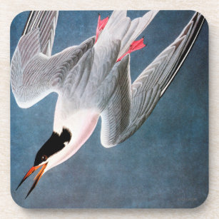 Audubon: Roseate Tern Coaster