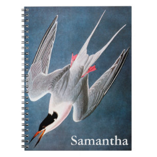 Audubon: Roseate Tern Notebook