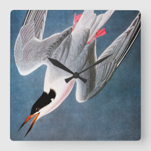 Audubon: Roseate Tern Square Wall Clock