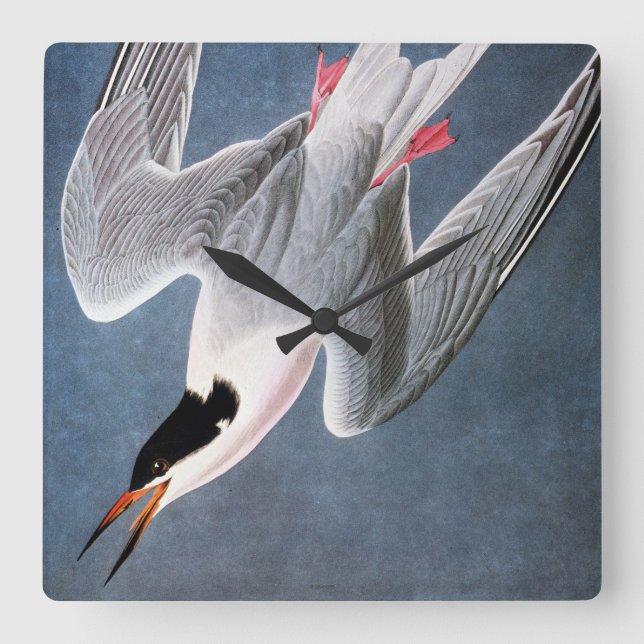 Audubon: Roseate Tern Square Wall Clock (Front)