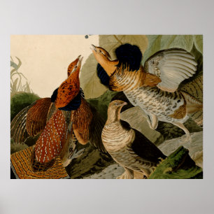 Audubon Ruffed Grouse Illustration Poster
