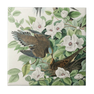 Audubon’s Morning Dove Carolina Pigeon Painting Ceramic Tile