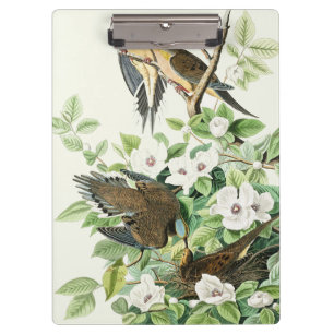 Audubon’s Morning Dove Carolina Pigeon Painting Clipboard
