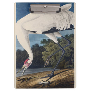 Audubon’s Whooping Crane Watercolor Illustration Clipboard