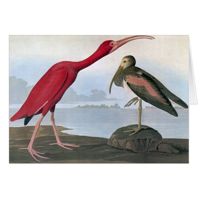 Audubon: Scarlet Ibis (Front Horizontal)