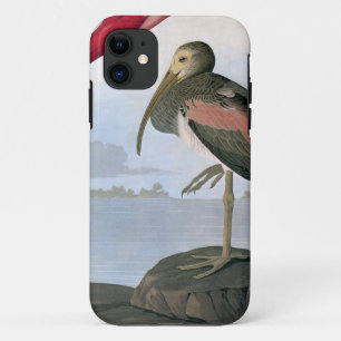 Audubon: Scarlet Ibis iPhone 11 Case