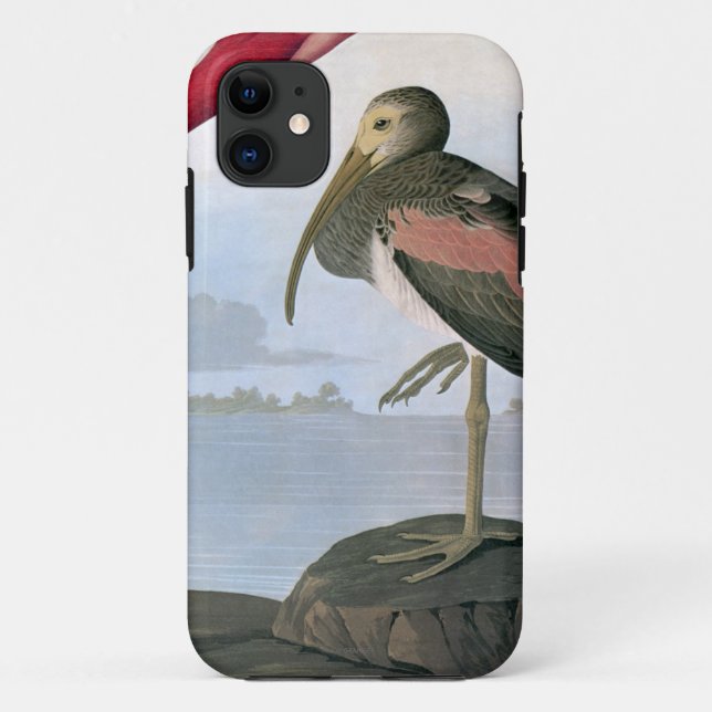Audubon: Scarlet Ibis Case-Mate iPhone Case (Back)