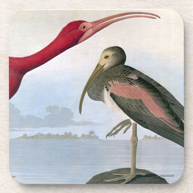 Audubon: Scarlet Ibis Coaster (Front)