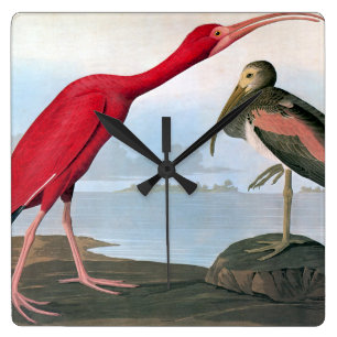 Audubon: Scarlet Ibis Square Wall Clock
