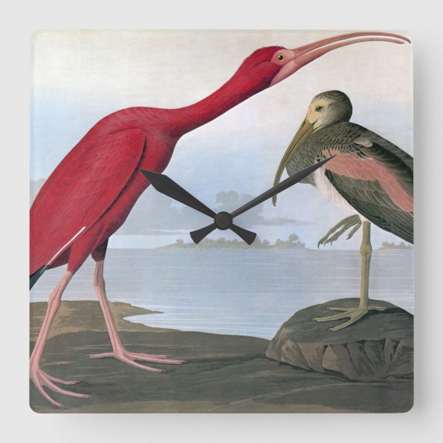 Audubon: Scarlet Ibis Square Wall Clock (Front)