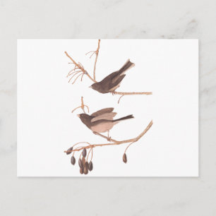 Audubon Snow Birds Postcard