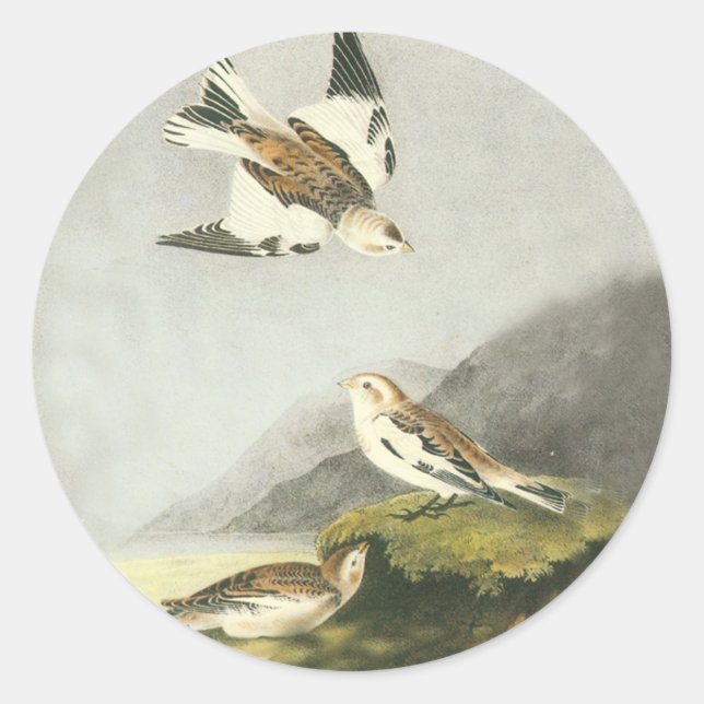 Audubon Snow Bunting Bird Art Stickers (Front)