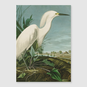 Audubon Snowy Heron White Egret Bird Birding