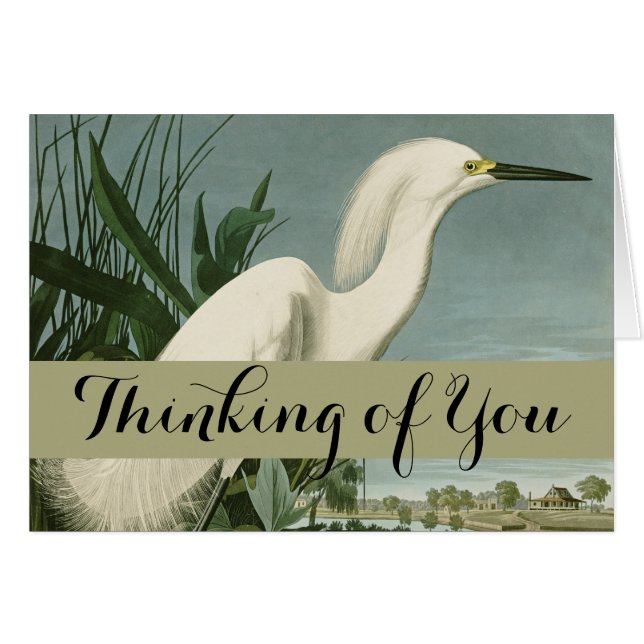 Audubon Snowy Heron White Egret Bird Birding (Front Horizontal)
