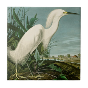 Audubon Snowy Heron White Egret Bird Birding Ceramic Tile