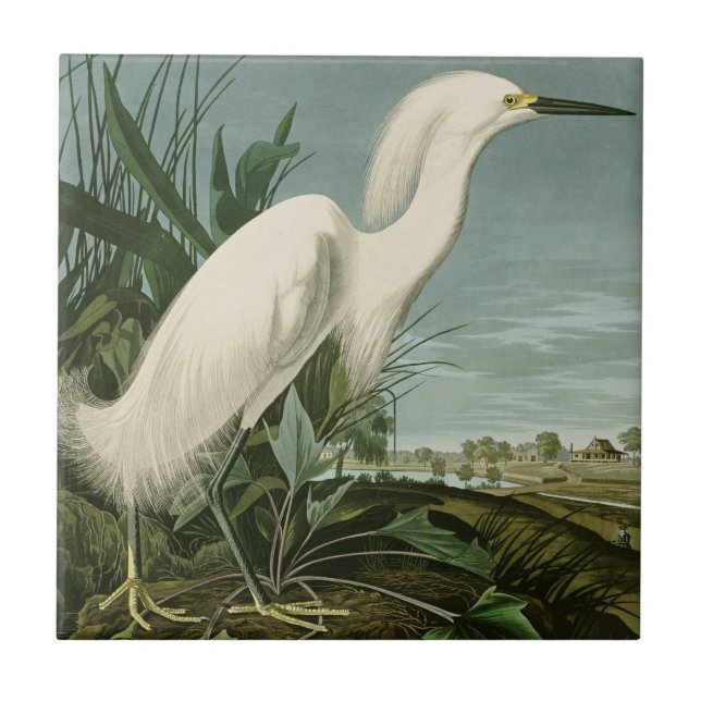 Audubon Snowy Heron White Egret Bird Birding Ceramic Tile (Front)