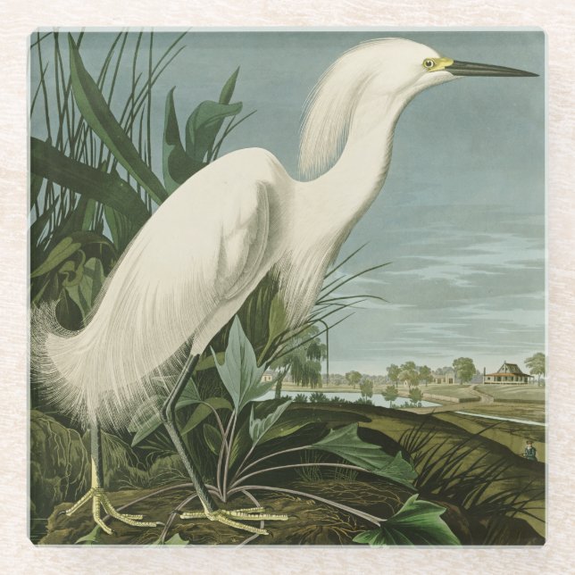 Audubon Snowy Heron White Egret Bird Birding Glass Coaster (Front)