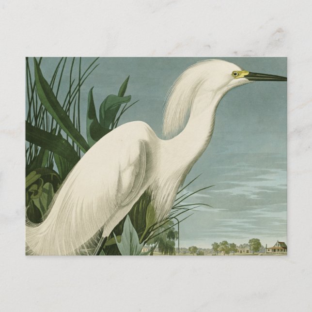 Audubon Snowy Heron White Egret Bird Birding Postcard (Front)