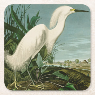 Audubon Snowy Heron White Egret Bird Birding Square Paper Coaster